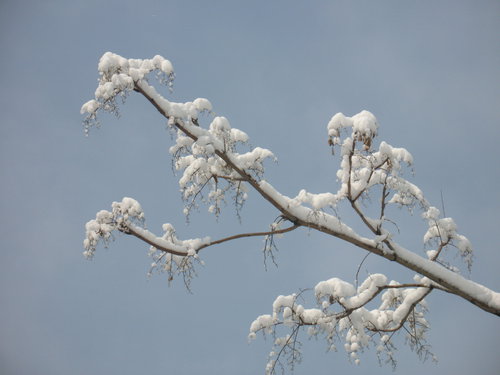 春天的雪