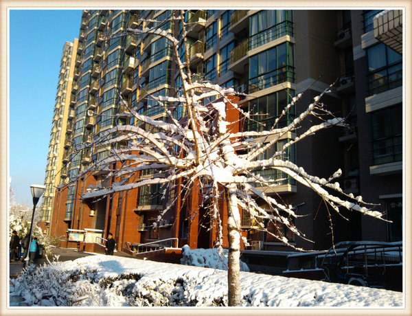 2013年第一场雪-春雪骄阳