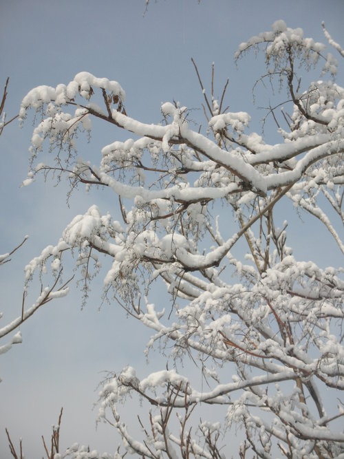 春天的雪