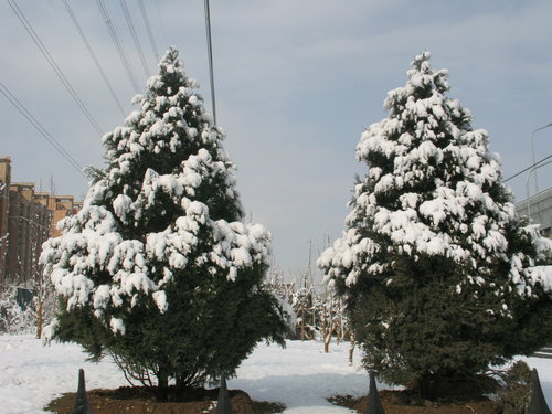 春天的雪