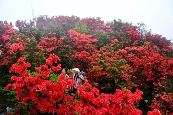 新兴天露山 看漫山杜鹃