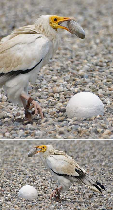 偷鸟蛋的秃鹫