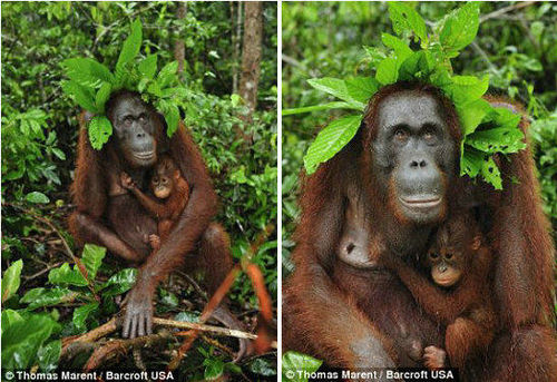 印尼大猩猩用树叶当雨伞为幼仔挡雨