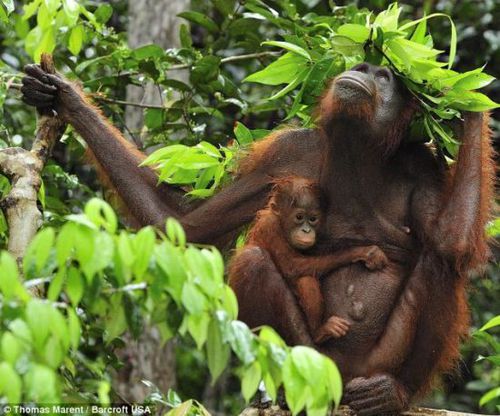 印尼大猩猩用树叶当雨伞为幼仔挡雨